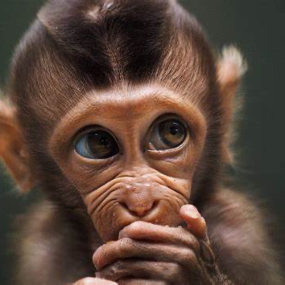 Meet your Posher, Freedom Rescue